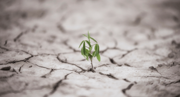 Plant growing in draught